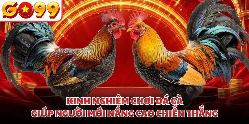 Kinh Nghiệm Chơi Đá Gà Giúp Người Mới Nâng Cao Chiến Thắng