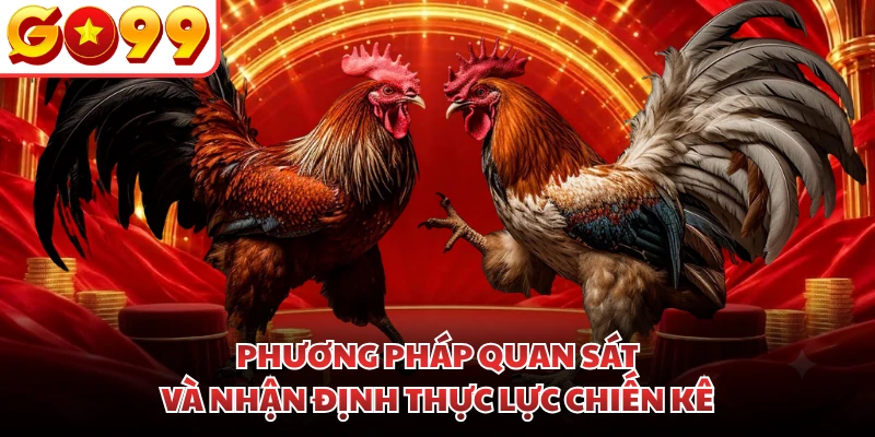 Phương pháp quan sát và nhận định thực lực chiến kê